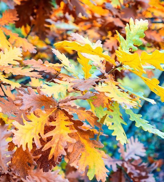 Our-Funds1 Our-Funds1